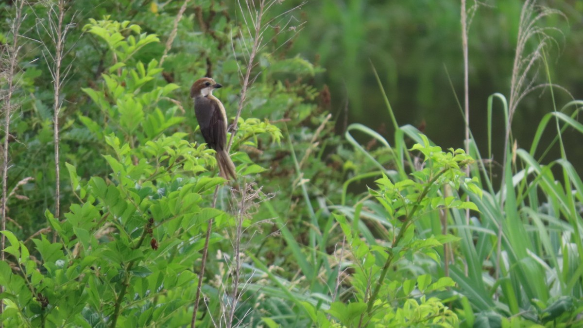 Bull-headed Shrike - ML620591617