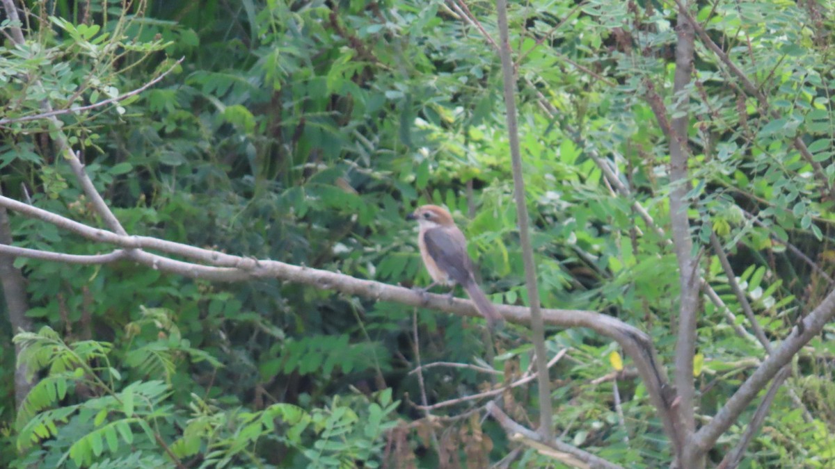 Bull-headed Shrike - ML620591618