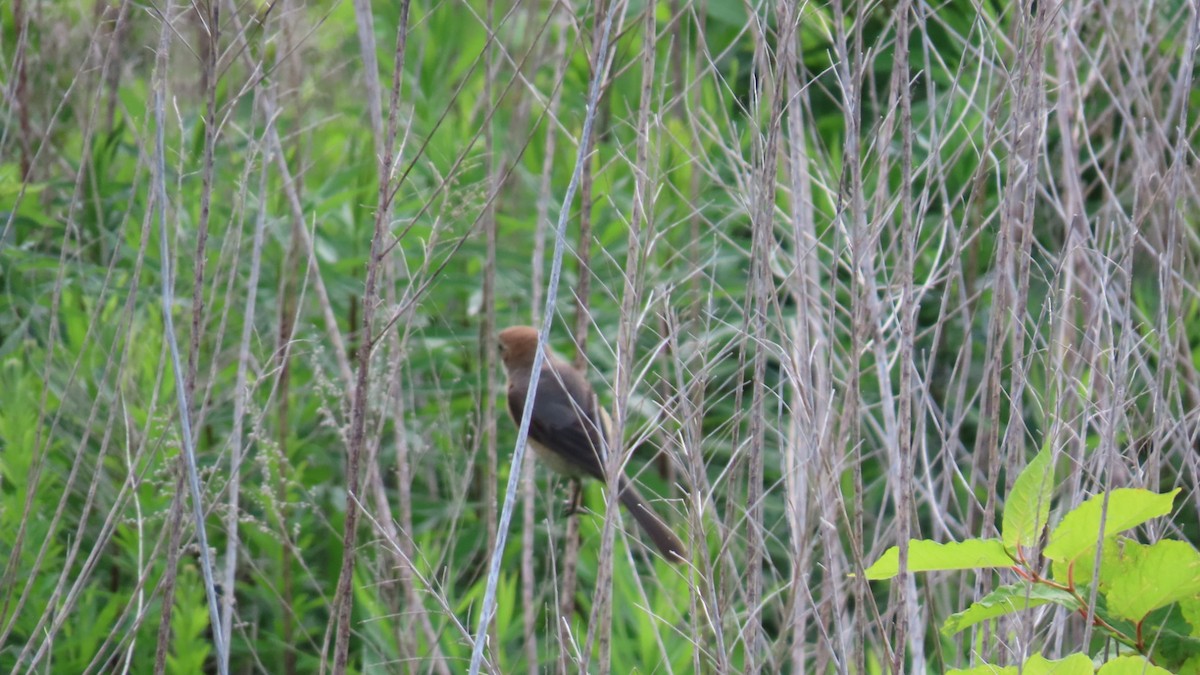 Bull-headed Shrike - ML620591619