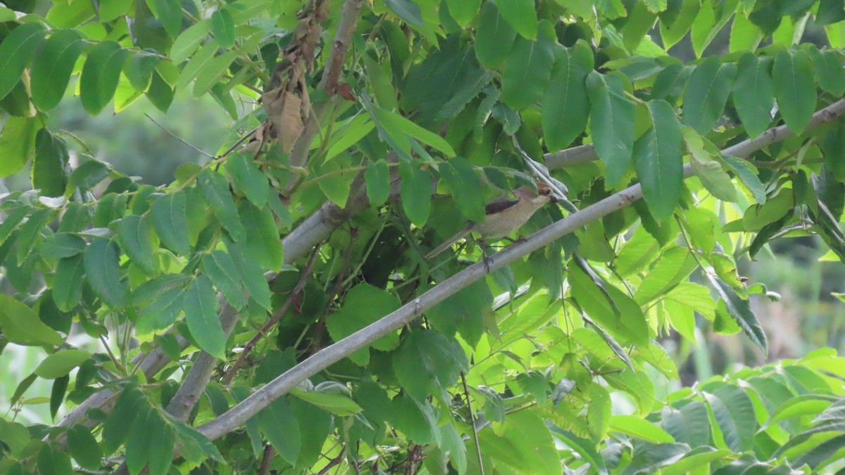 Bull-headed Shrike - ML620591621