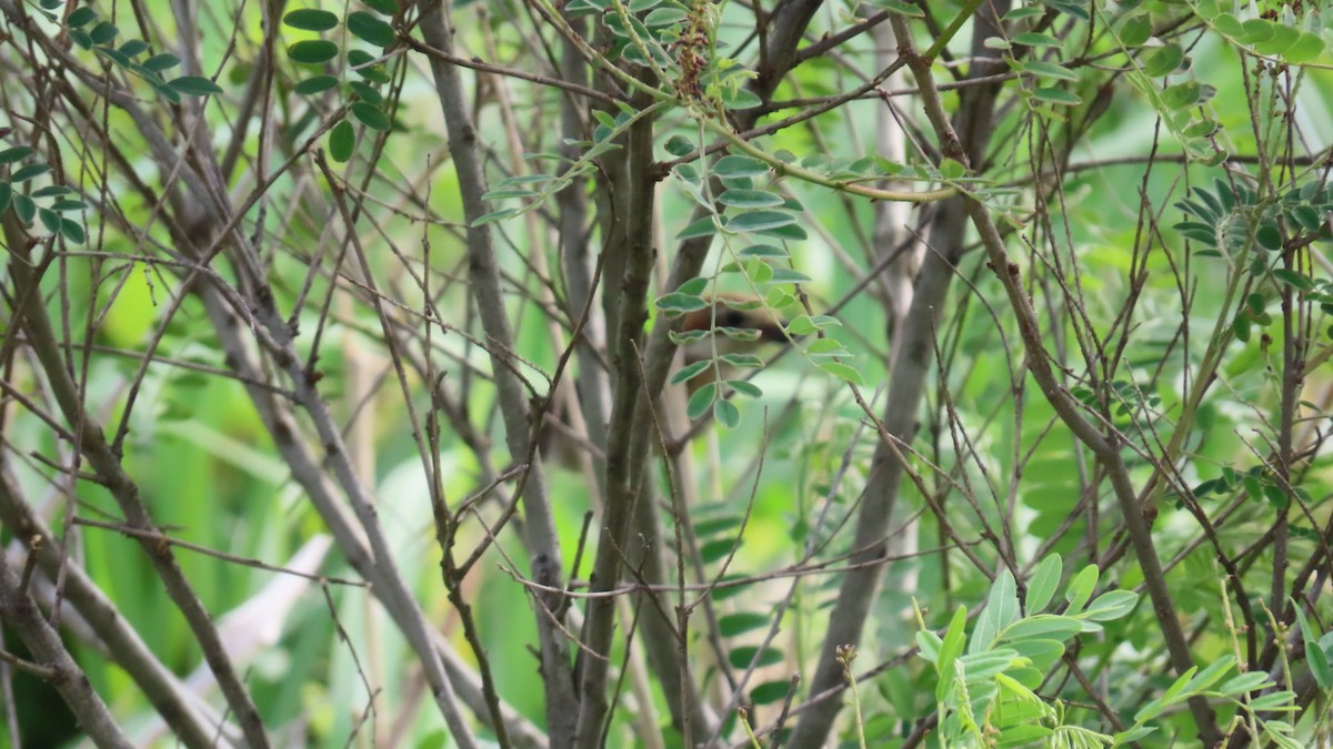 Bull-headed Shrike - ML620591622