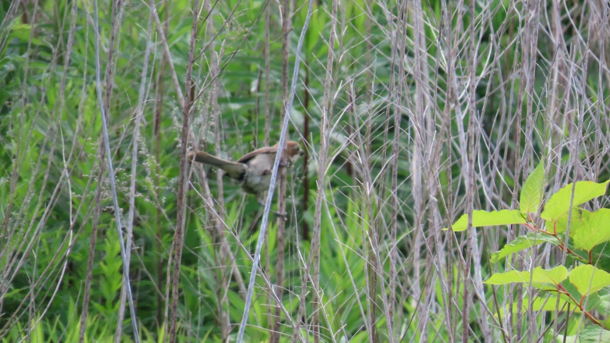 Bull-headed Shrike - ML620591626