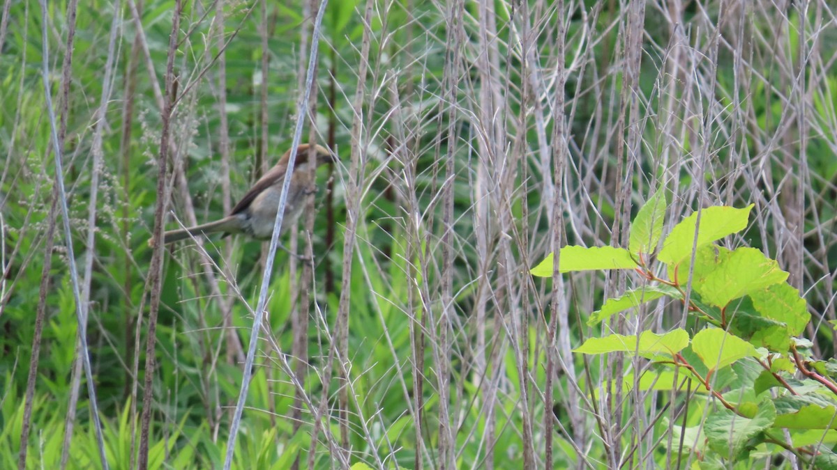 Bull-headed Shrike - ML620591627