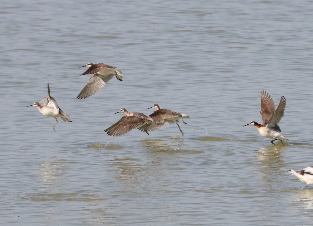 Wilson's Phalarope - ML620591629