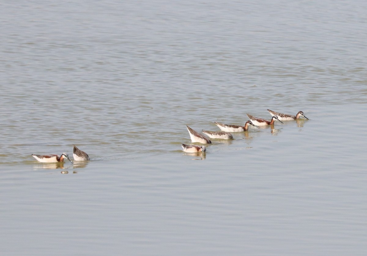 Wilson's Phalarope - ML620591630