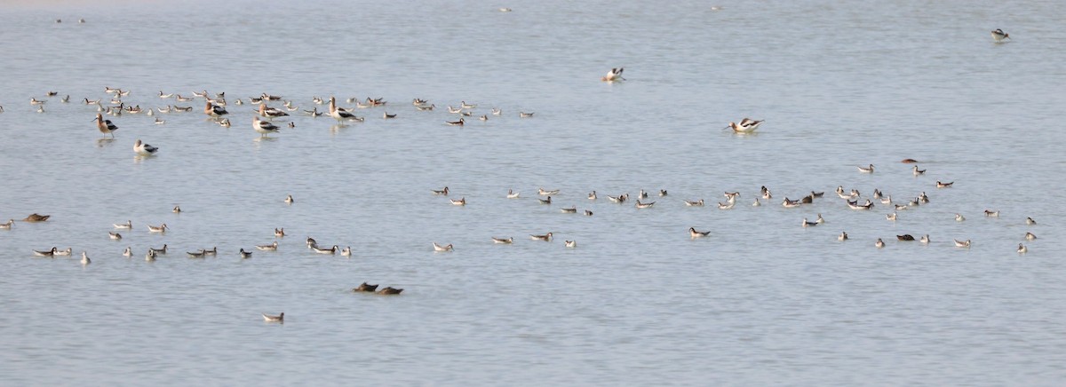 Wilson's Phalarope - ML620591631