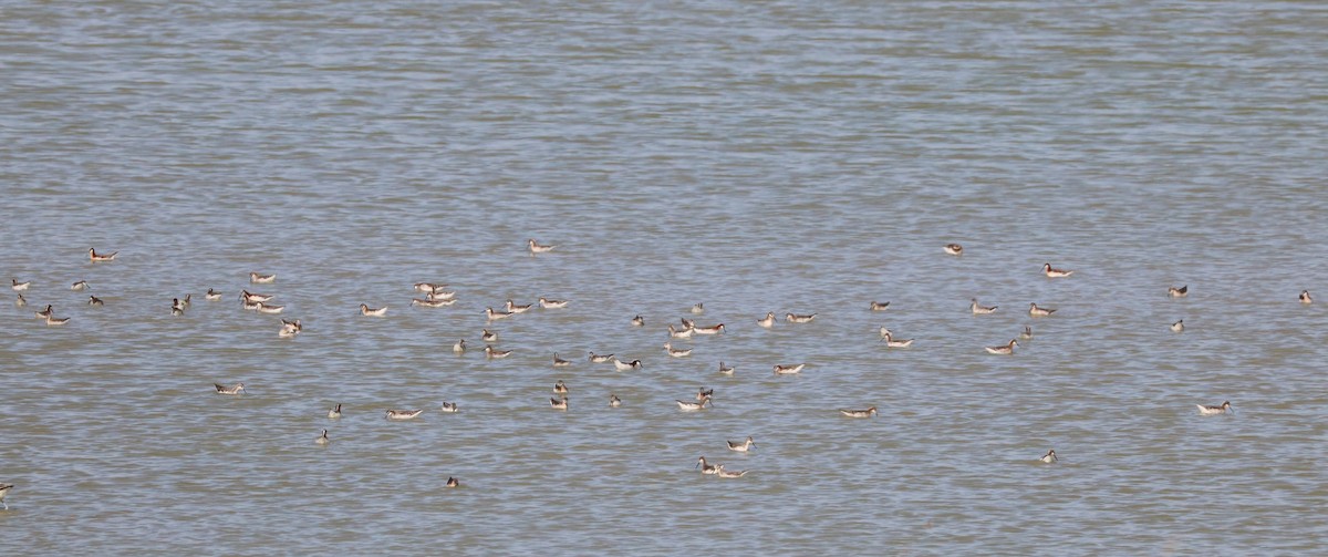 Wilson's Phalarope - ML620591632