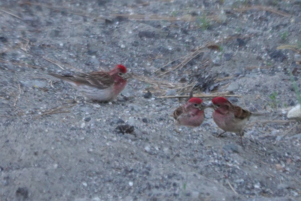 Cassin's Finch - ML620591633