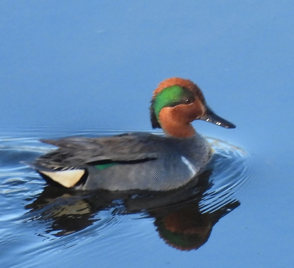 Green-winged Teal - ML620591636