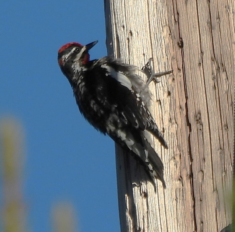 Red-naped Sapsucker - ML620591638