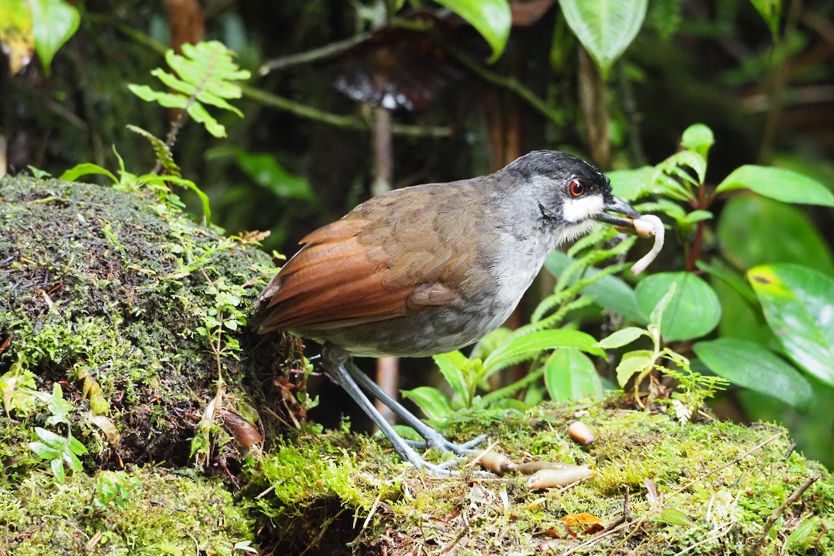 Jocotoco Antpitta - ML620591649