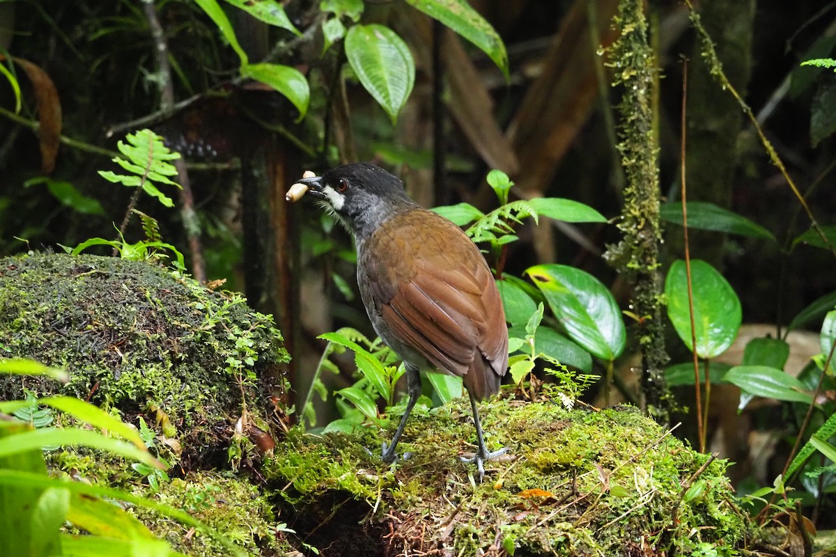 Jocotoco Antpitta - ML620591652