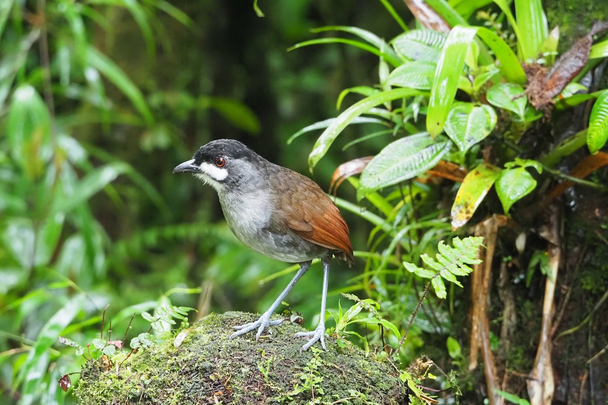 Tororoí Jocotoco - ML620591656