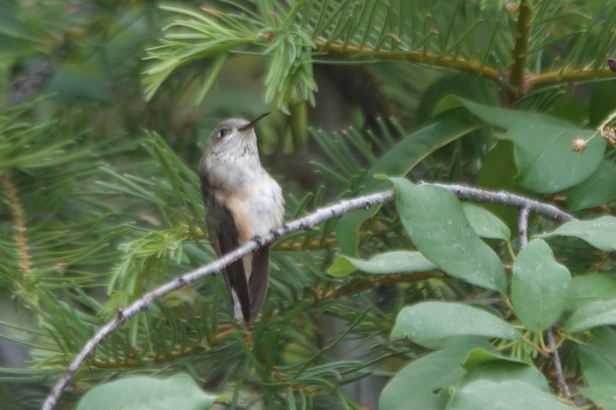 Calliope Hummingbird - ML620591657