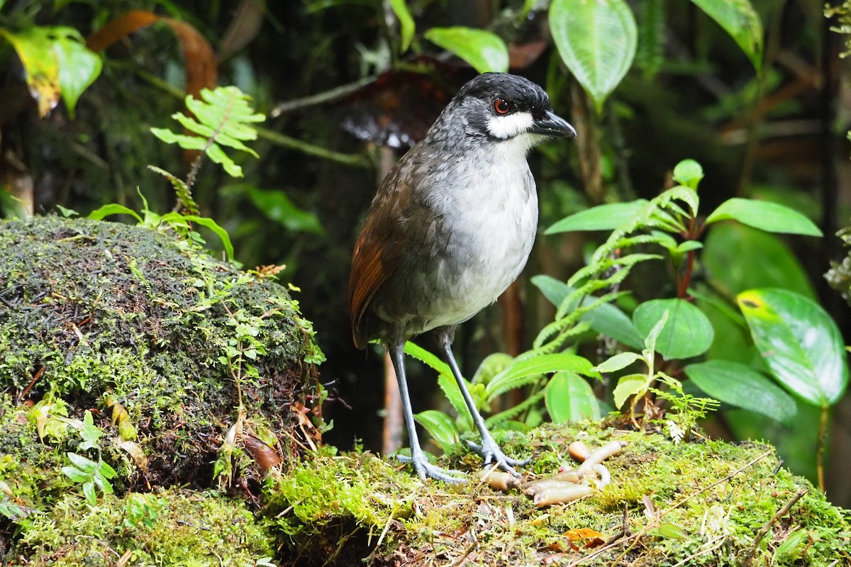 Jocotoco Antpitta - ML620591659