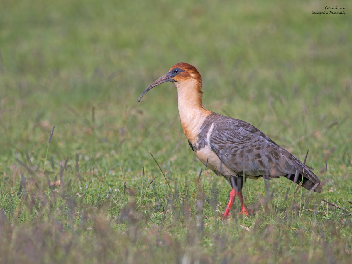 Andean Ibis - ML620591664