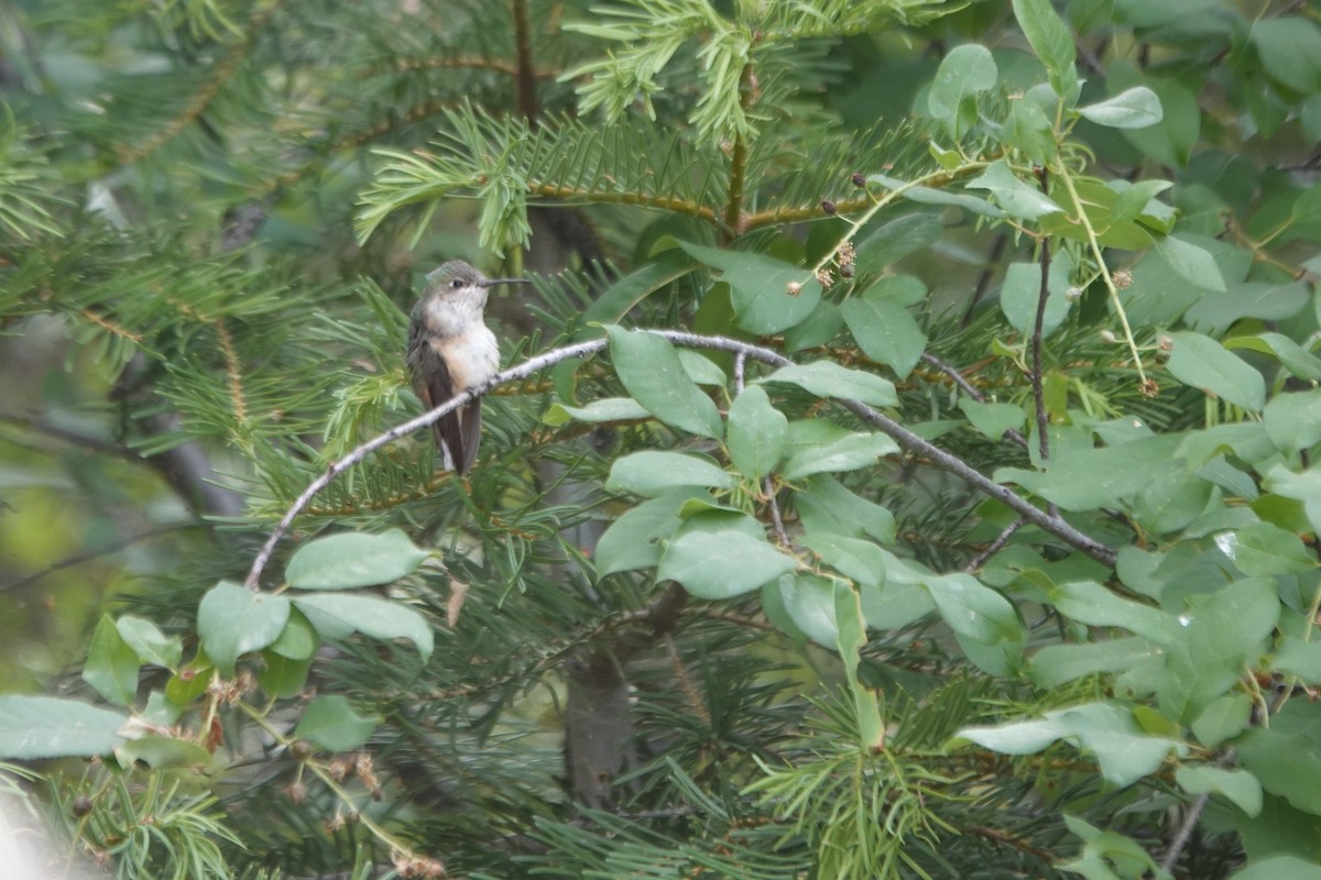 Calliope Hummingbird - ML620591674