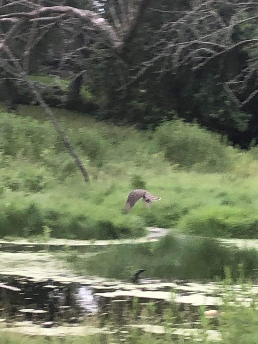 Cooper's Hawk - ML620591676