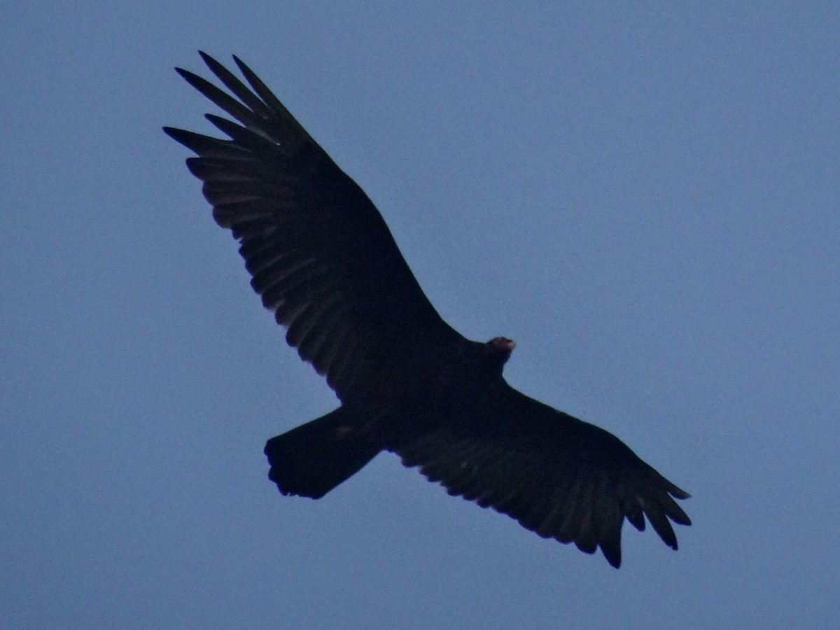 Turkey Vulture - John Tollefson