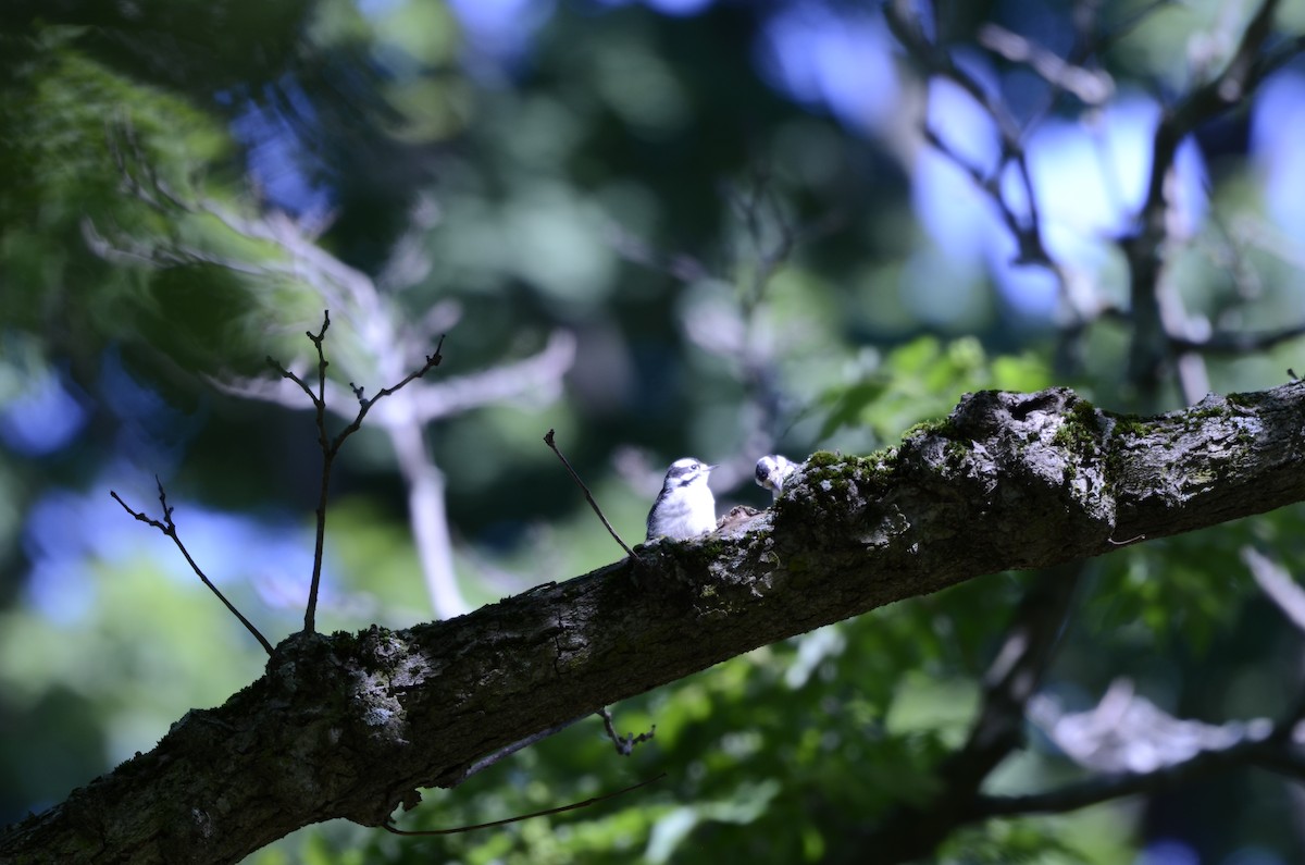 Downy Woodpecker - ML620591680