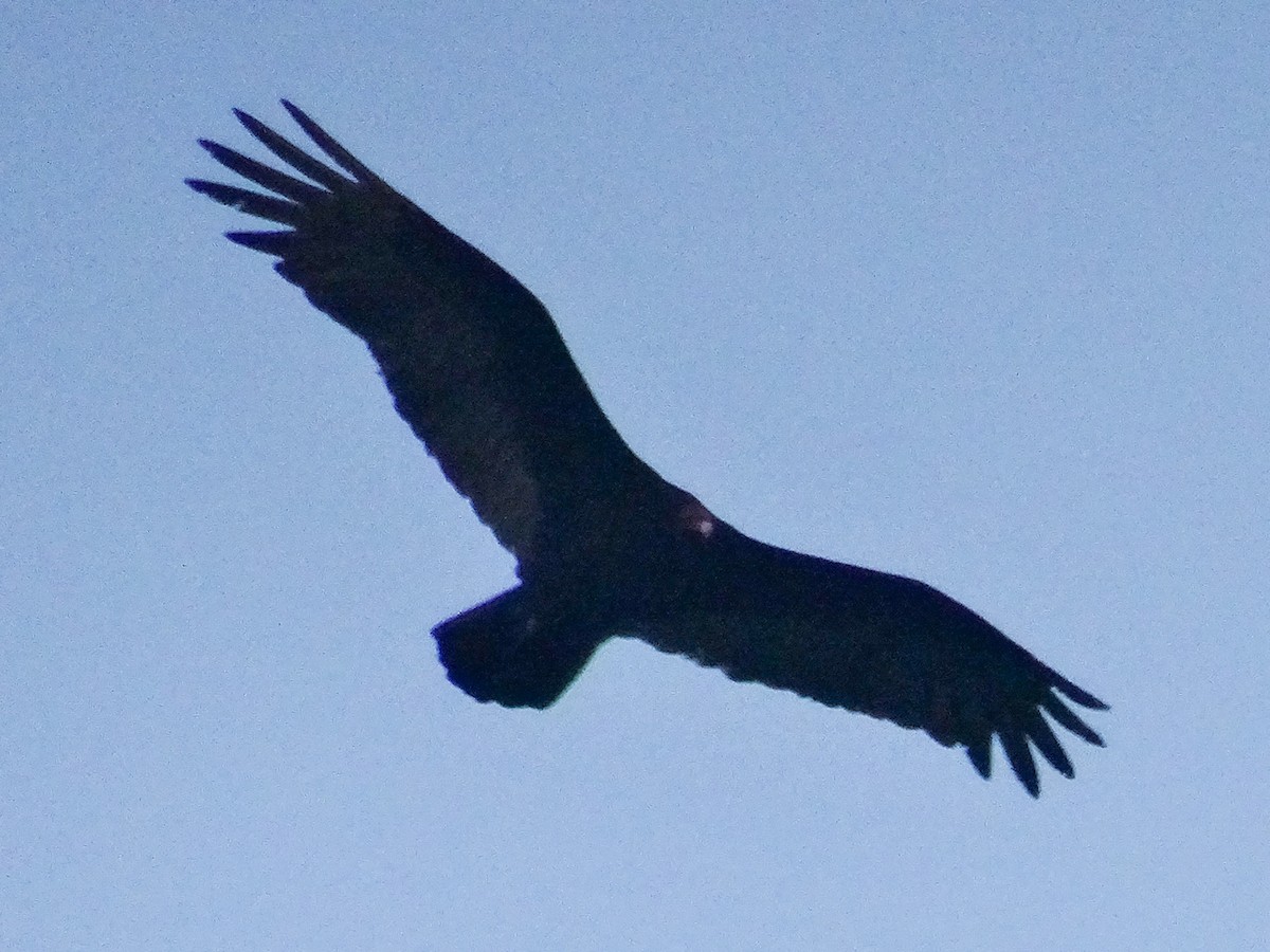 Turkey Vulture - ML620591681