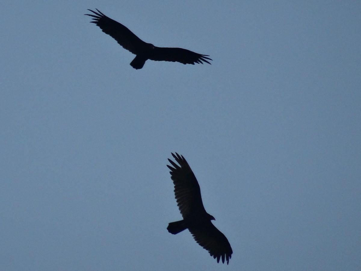 Turkey Vulture - ML620591682