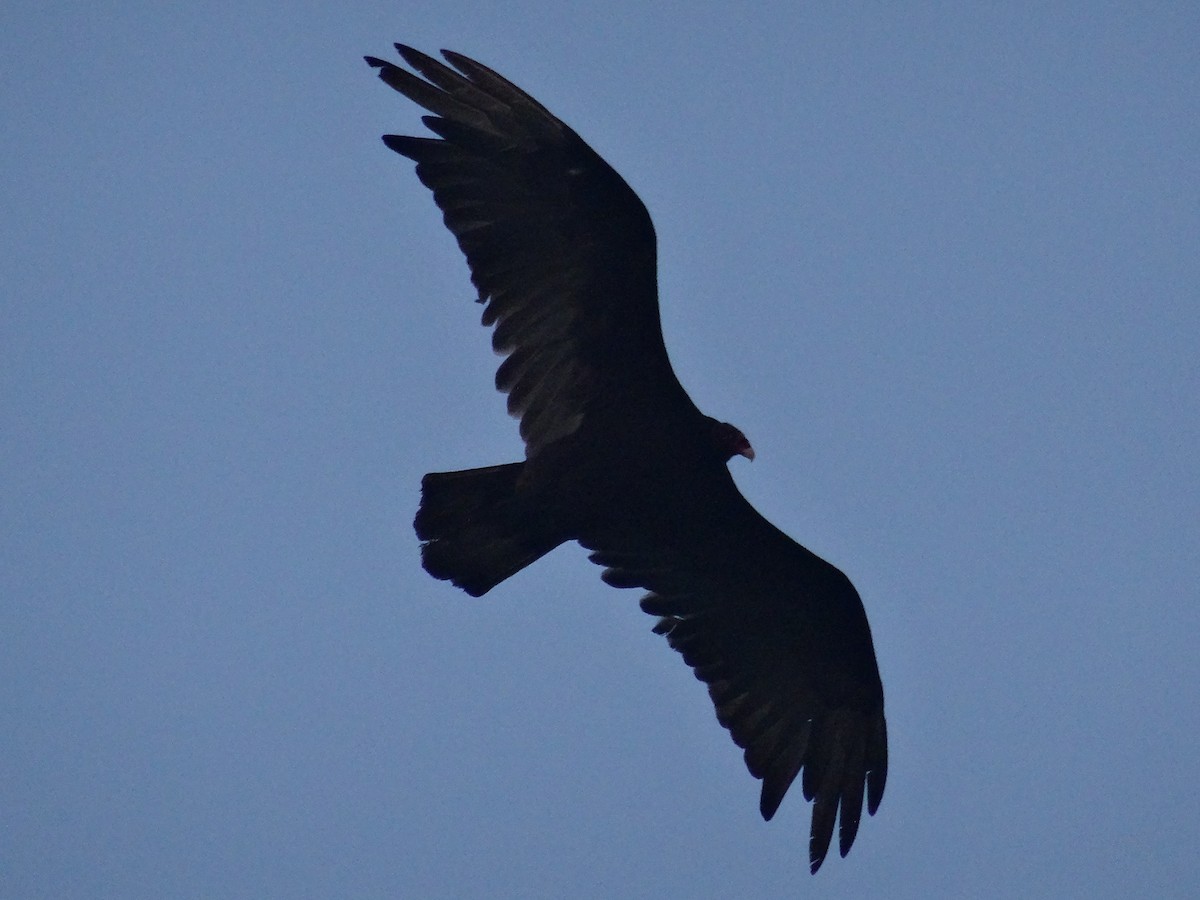 Turkey Vulture - ML620591683