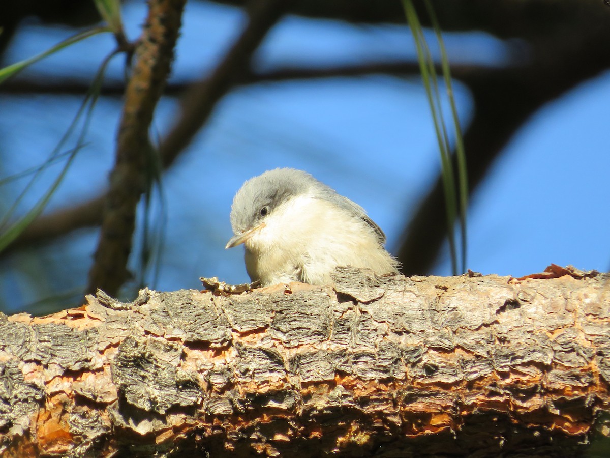 Pygmy Nuthatch - ML620591684