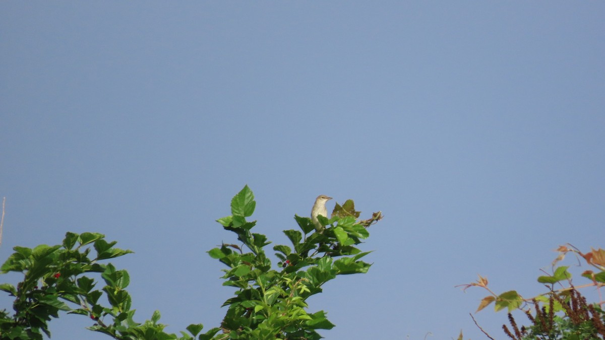 Oriental Reed Warbler - YUKIKO ISHIKAWA