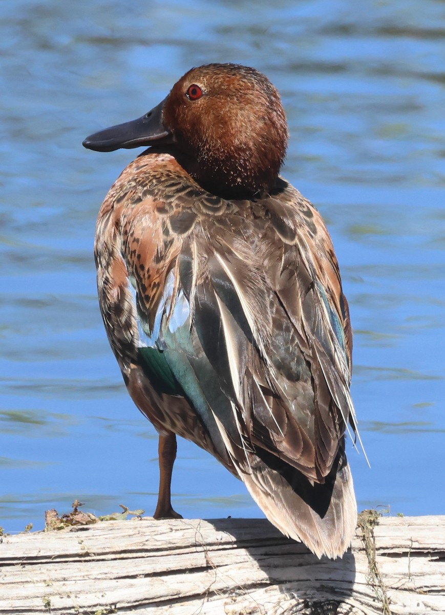 Cinnamon Teal - Jim Parker