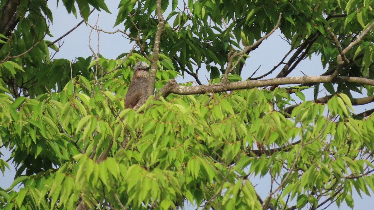 Brown-eared Bulbul - ML620591701