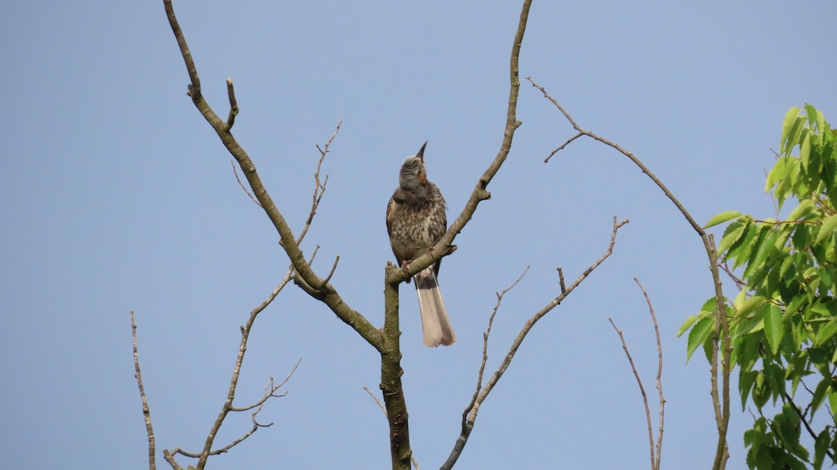 Brown-eared Bulbul - ML620591702