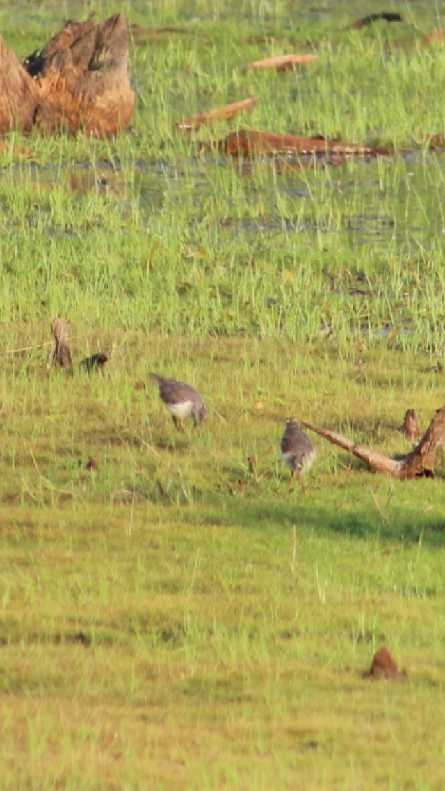 Spotted Sandpiper - ML620591705