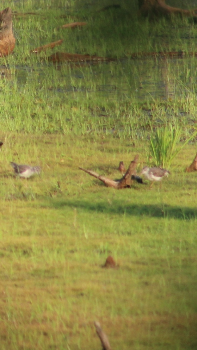 Spotted Sandpiper - ML620591706