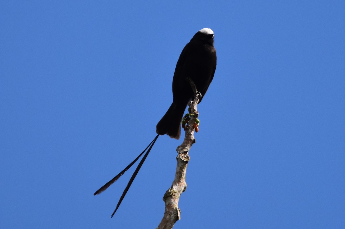 Long-tailed Tyrant - ML620591717