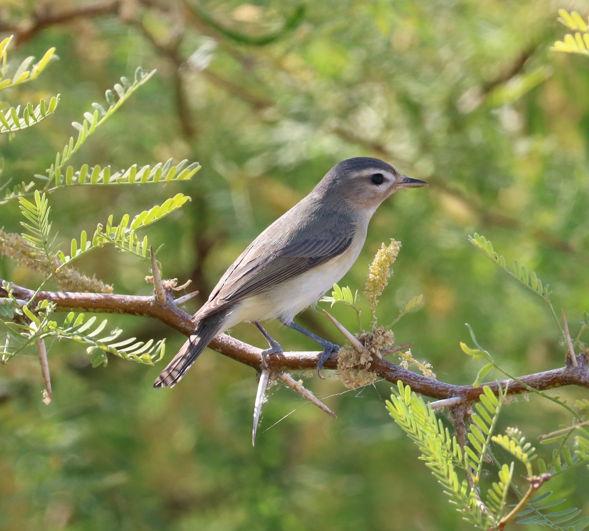 Warbling Vireo - ML620591718