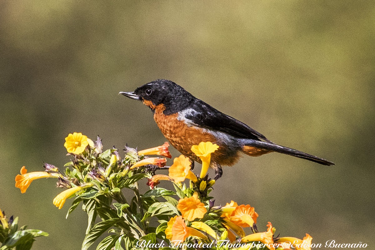 Black-throated Flowerpiercer - ML620591719