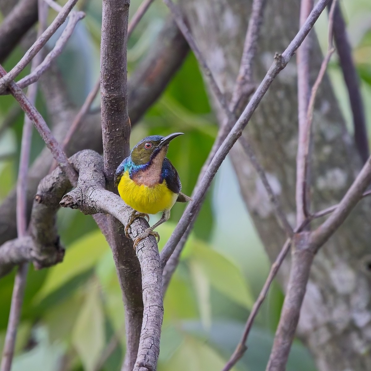 Brown-throated Sunbird - ML620591721