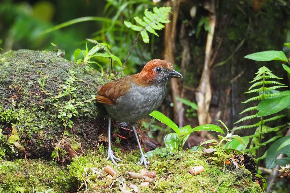 Chestnut-naped Antpitta - ML620591735