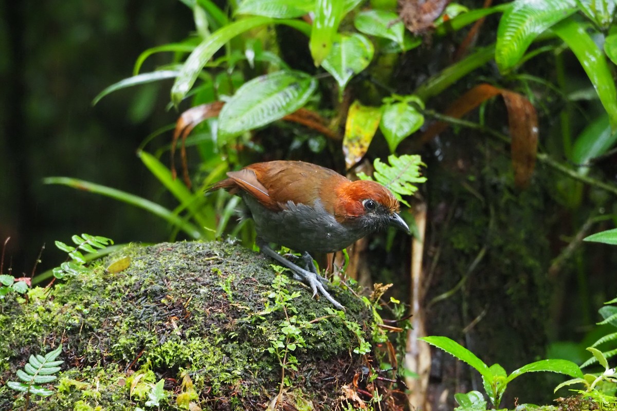 Chestnut-naped Antpitta - ML620591736