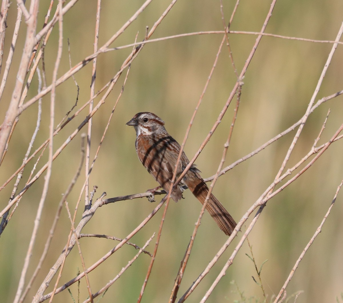 Song Sparrow - ML620591740