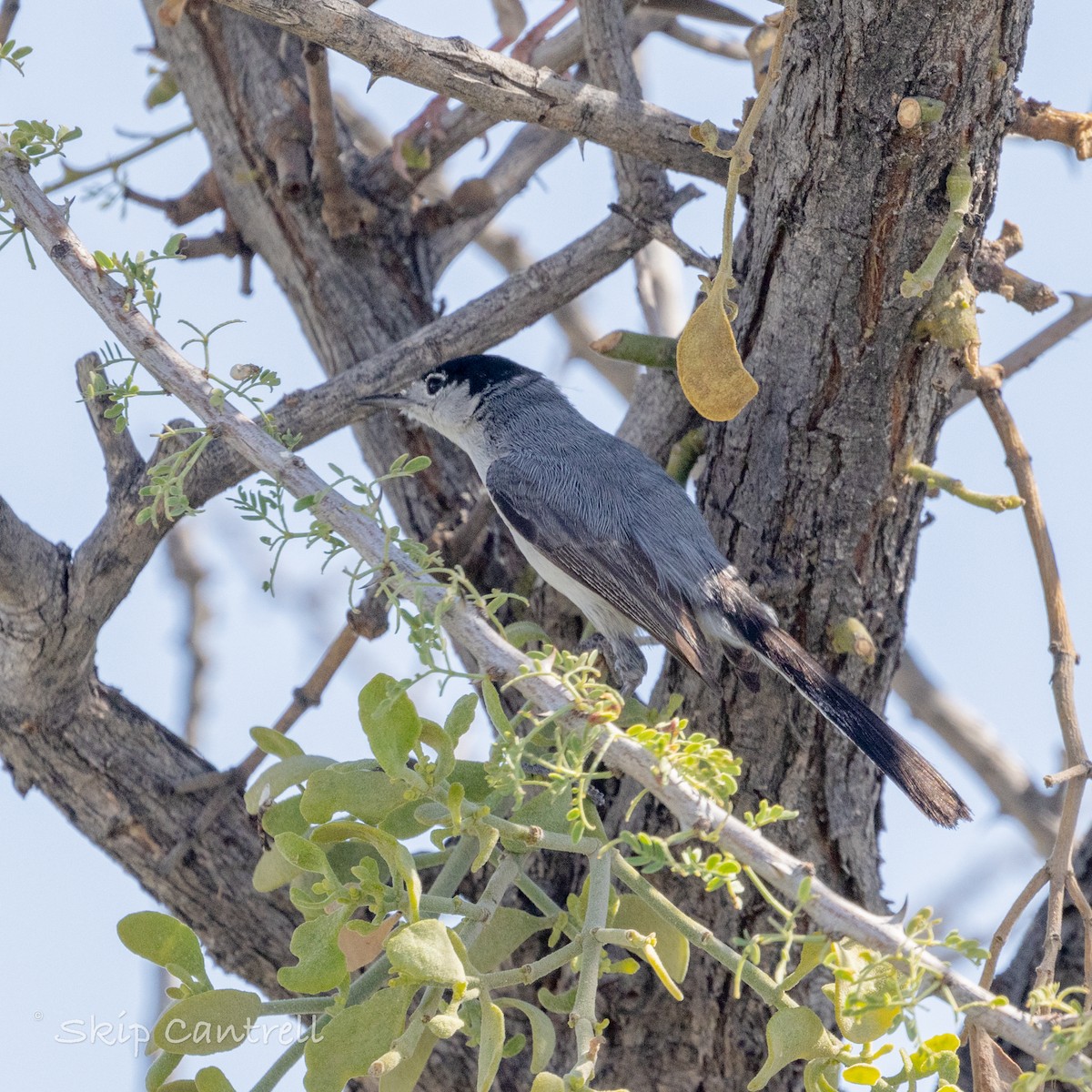 Black-tailed Gnatcatcher - ML620591743