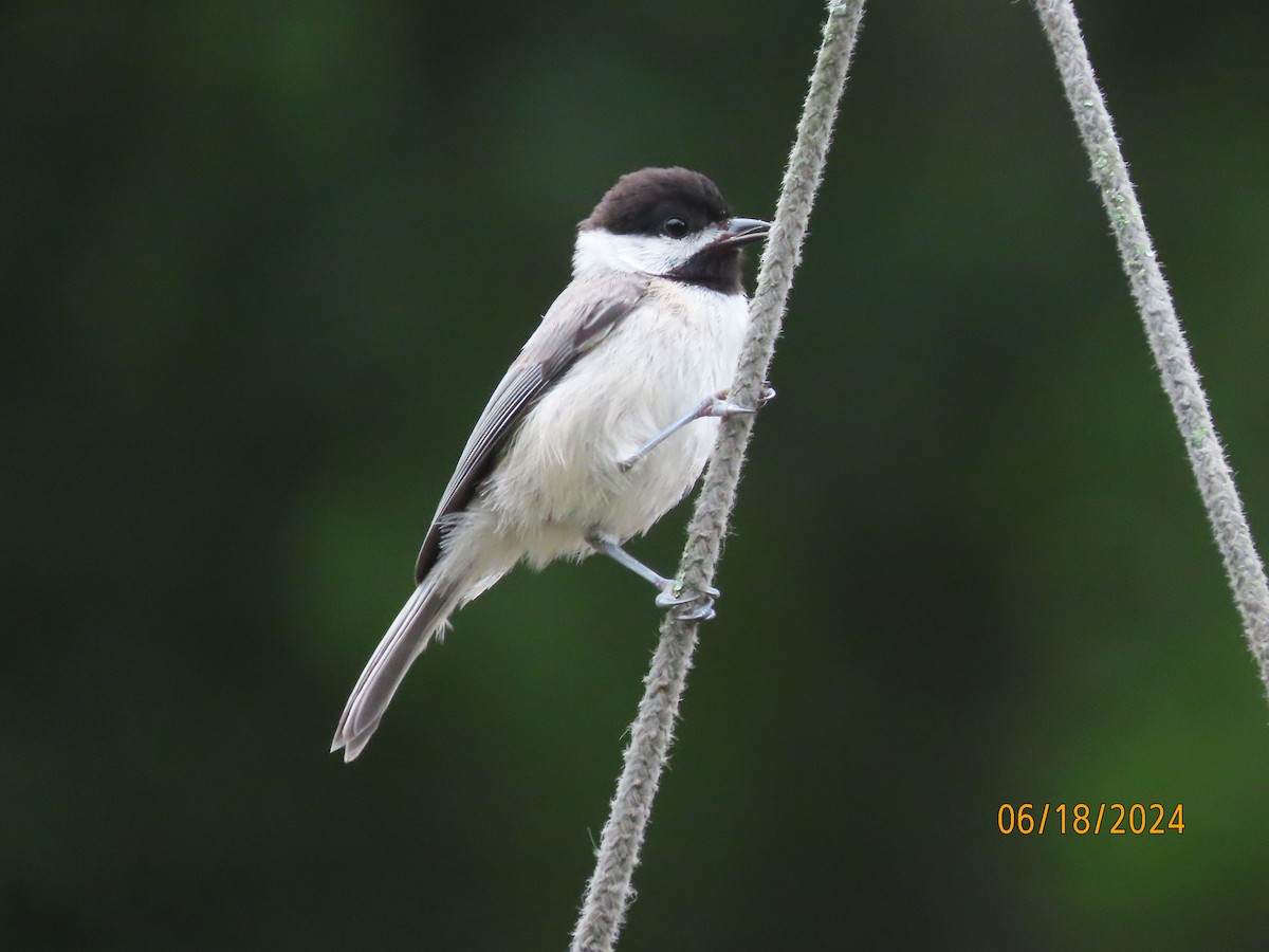 Carolina Chickadee - ML620591744