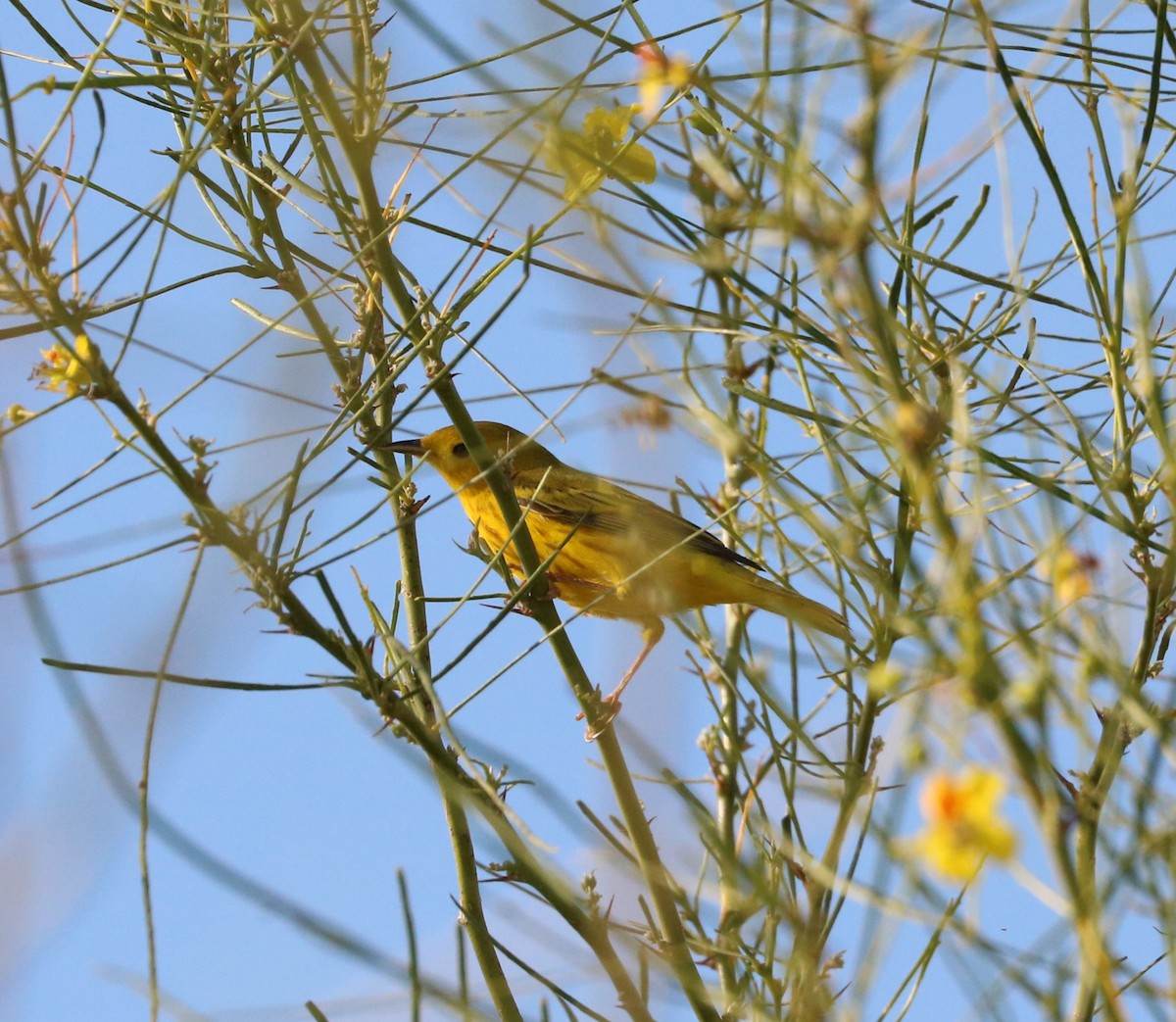 Paruline jaune - ML620591746