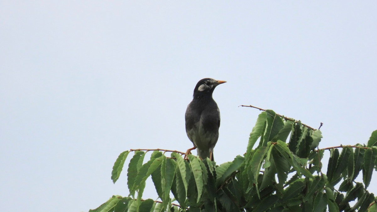 White-cheeked Starling - ML620591750