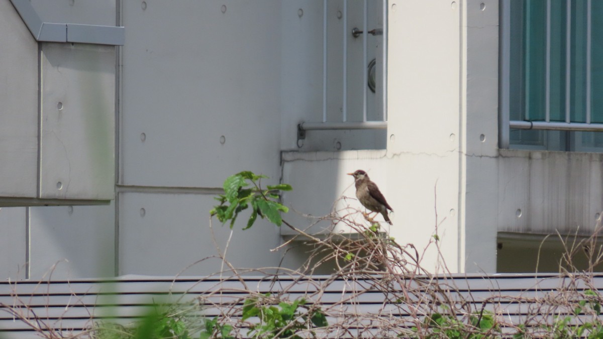 White-cheeked Starling - YUKIKO ISHIKAWA