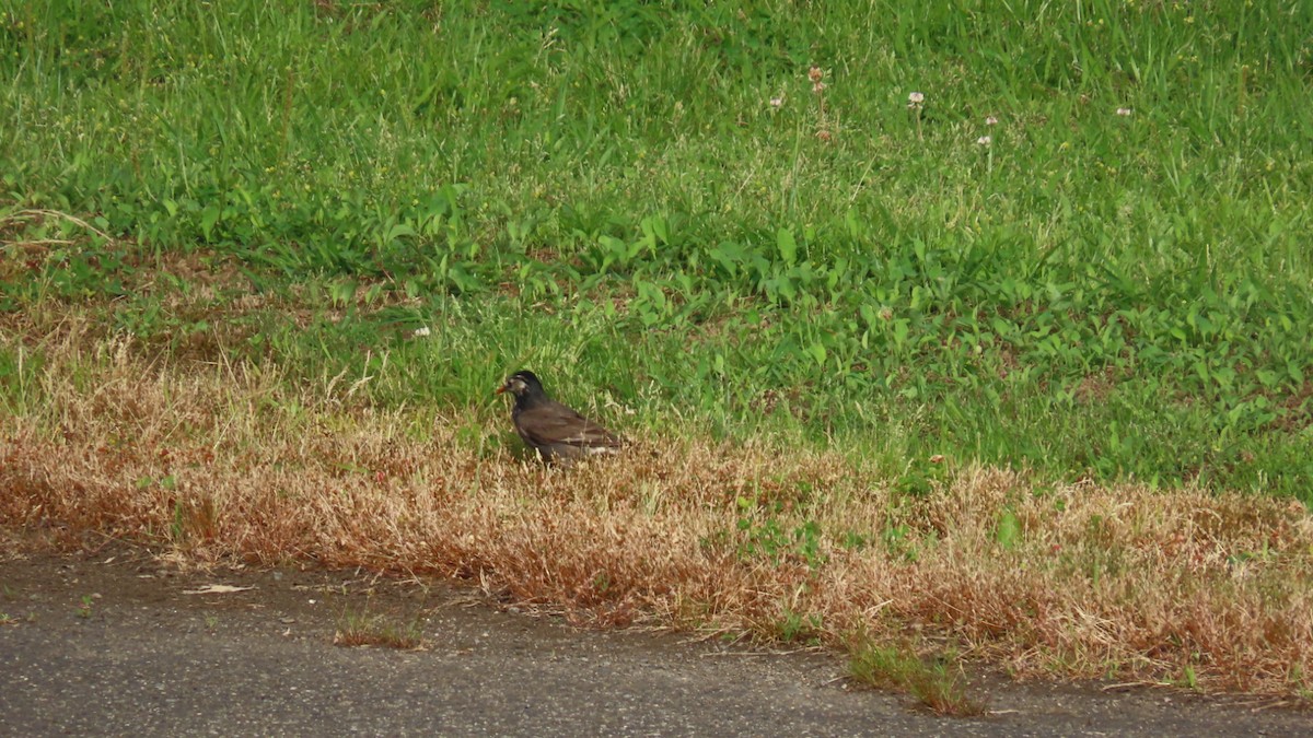 White-cheeked Starling - ML620591755