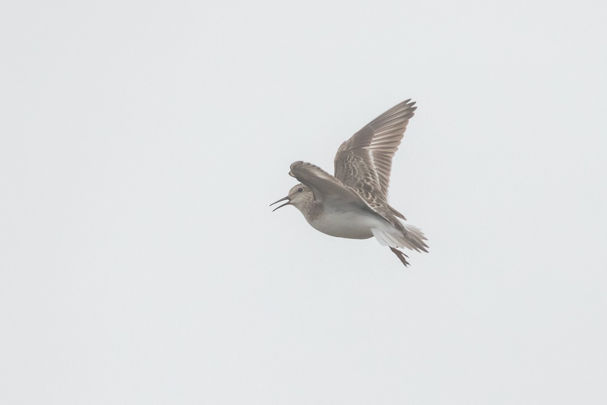 Temminck's Stint - ML620591758