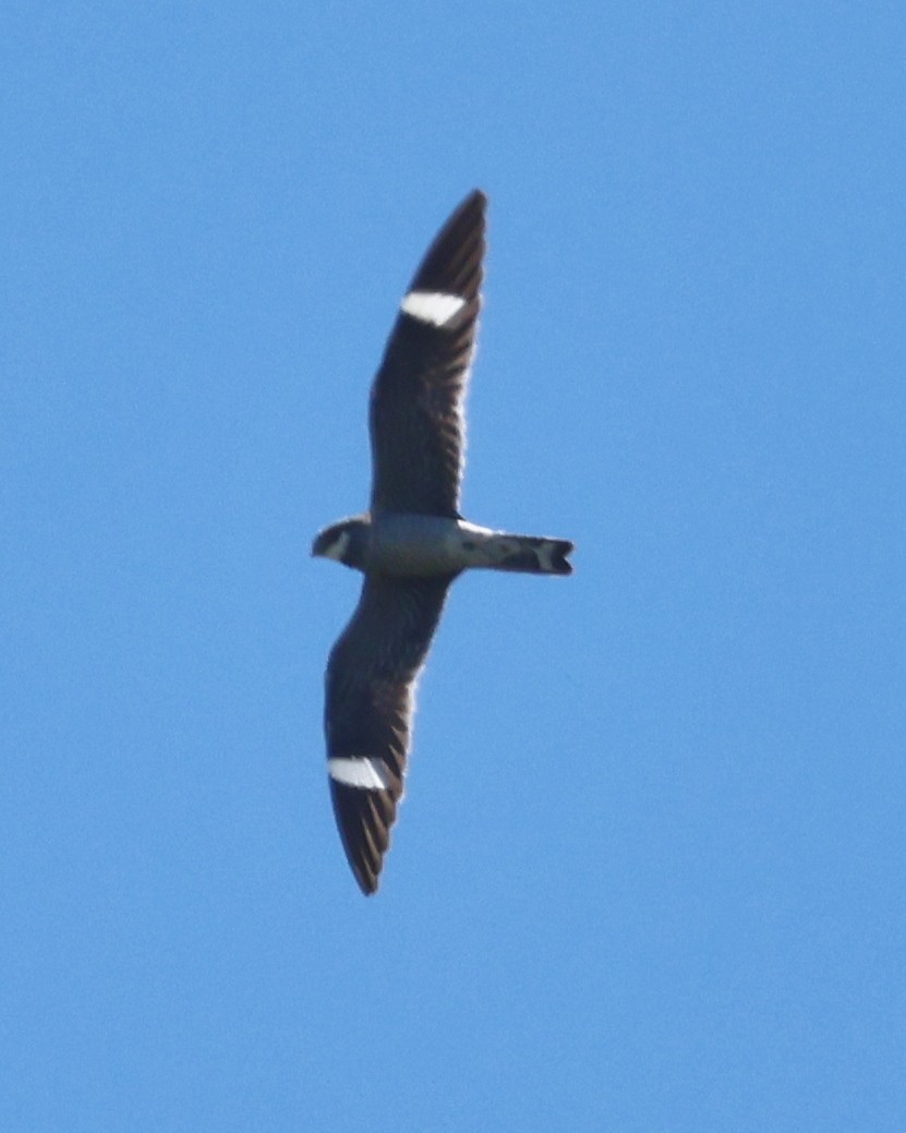 Common Nighthawk - ML620591759