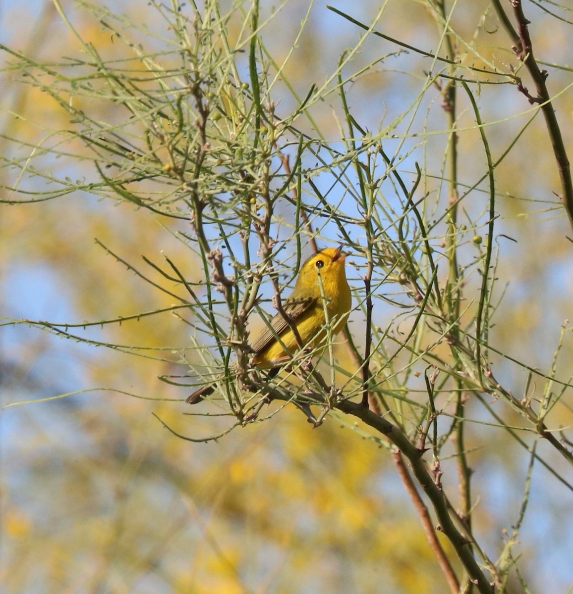 Wilson's Warbler - ML620591760